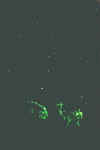 astroneu1.jpg (53615 Byte)