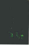 astroneu2.jpg (47013 Byte)